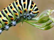 Straffan Butterfly Farm