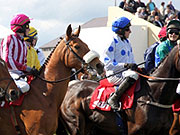 Punchestown Racecourse - Naas Horse Racing