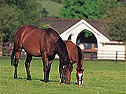 The Irish National Stud